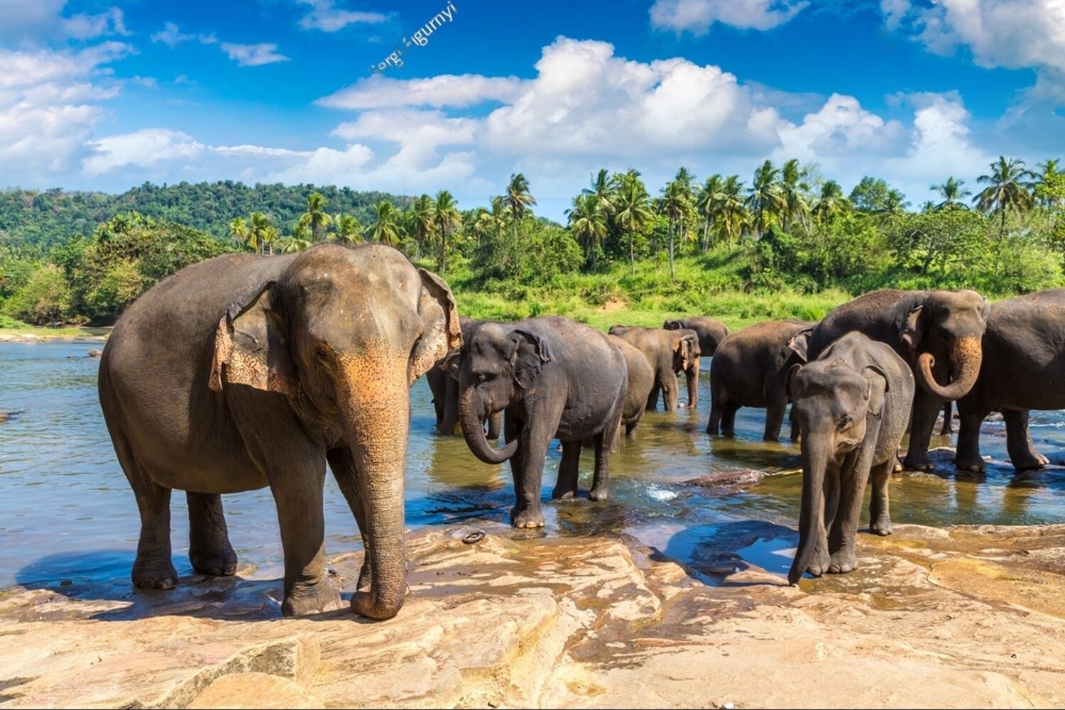 Srilanka